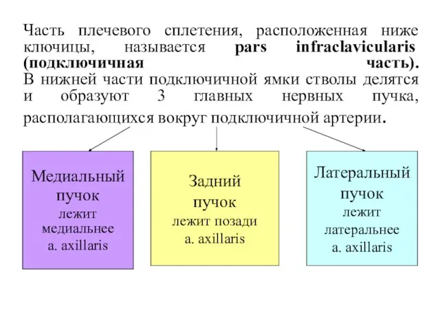 Часть плечевого сплетения, расположенная ниже ключицы, называется pars infraclavicularis (подключичная часть).