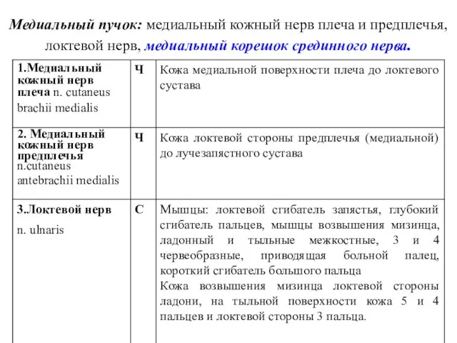 Медиальный пучок: медиальный кожный нерв плеча и предплечья, локтевой нерв, медиальный корешок срединного нерва.