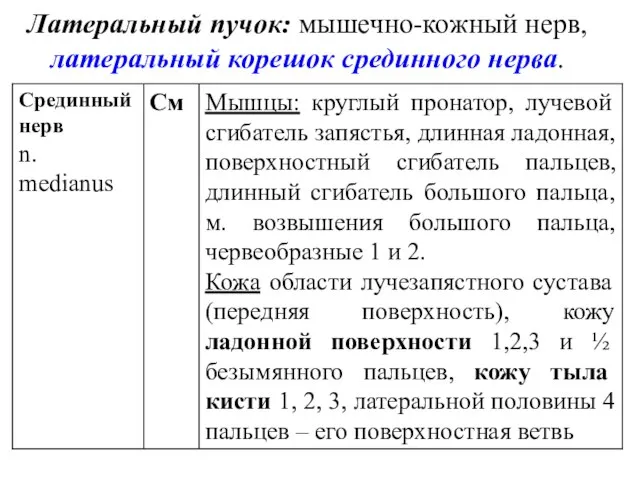 Латеральный пучок: мышечно-кожный нерв, латеральный корешок срединного нерва.