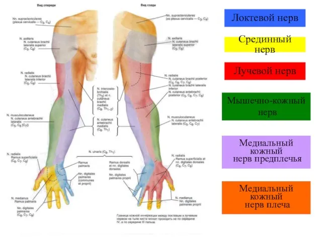 Локтевой нерв Срединный нерв Лучевой нерв Мышечно-кожный нерв Медиальный кожный нерв предплечья Медиальный кожный нерв плеча