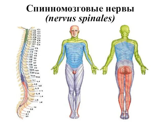 Спинномозговые нервы (nervus spinales)