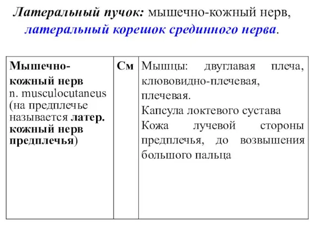 Латеральный пучок: мышечно-кожный нерв, латеральный корешок срединного нерва.