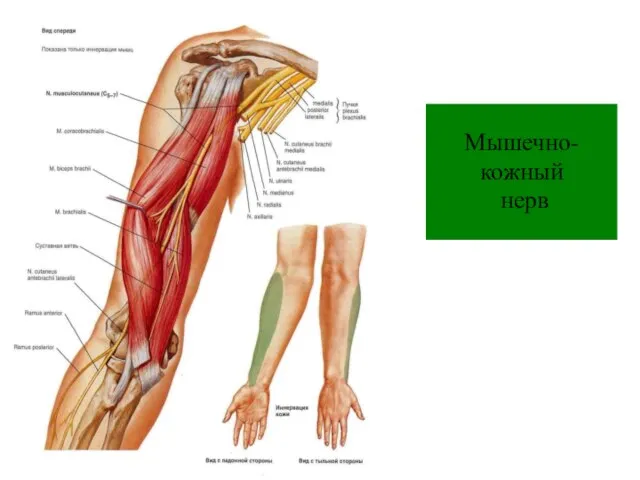 Мышечно- кожный нерв