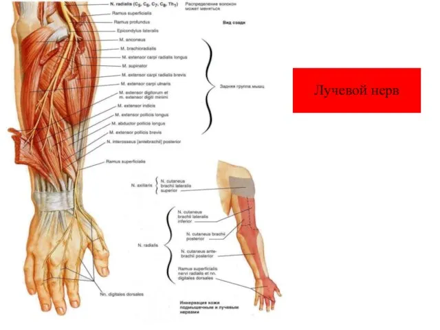 Лучевой нерв