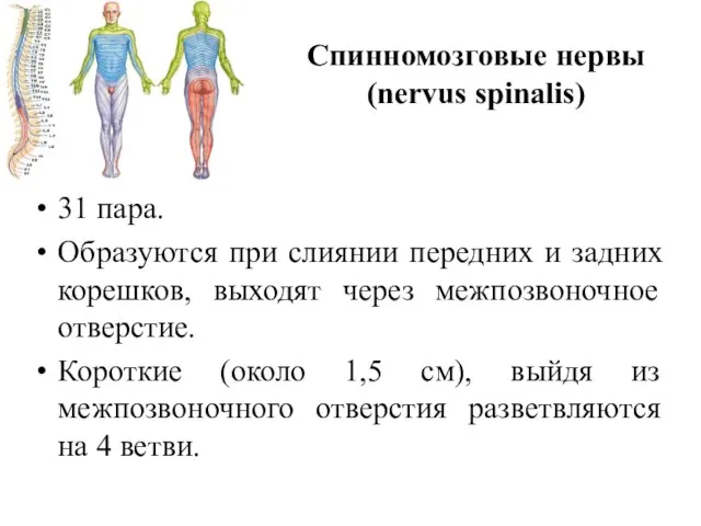 Спинномозговые нервы (nervus spinalis) 31 пара. Образуются при слиянии передних и