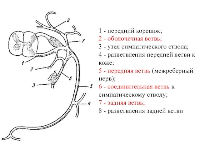 1 - передний корешок; 2 - оболочечная ветвь; 3 - узел