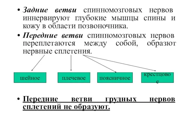 Задние ветви спинномозговых нервов иннервируют глубокие мышцы спины и кожу в