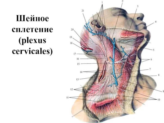 Шейное сплетение (plexus cervicales)