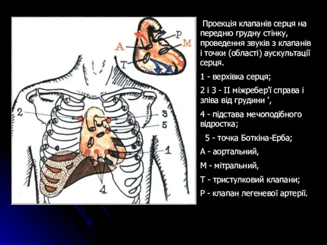 Проекція клапанів серця на передню грудну стінку, проведення звуків з клапанів