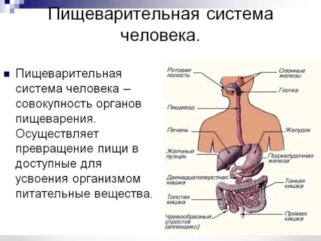 СОСТАВ ЦИРКУЛИРУЮЩЕЙ КРОВИ Плазма – 60 % Форменные элементы – 40%