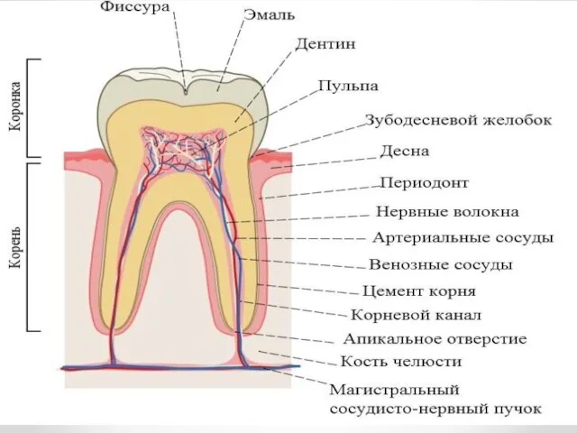 СОЭ М – 1 -10 мм/ч Ж – 2 – 15