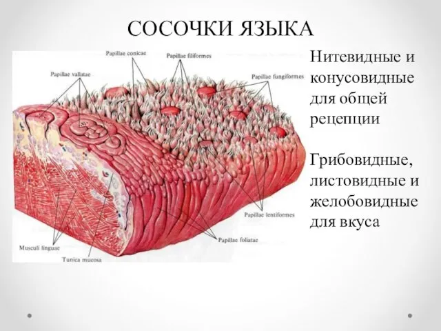 СОСОЧКИ ЯЗЫКА Нитевидные и конусовидные для общей рецепции Грибовидные, листовидные и желобовидные для вкуса