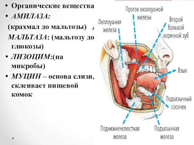 А Органические вещества: АМИЛАЗА: (крахмал до мальтозы) МАЛЬТАЗА: (мальтозу до глюкозы)