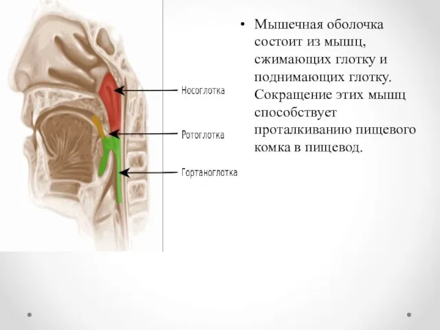 Мышечная оболочка состоит из мышц, сжимающих глотку и поднимающих глотку. Сокращение