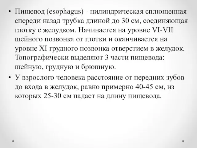 Пищевод (esophagus) - цилиндрическая сплющенная спереди назад трубка длиной до 30