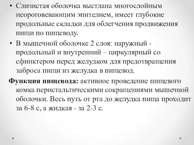 Слизистая оболочка выстлана многослойным неороговевающим эпителием, имеет глубокие продольные складки для