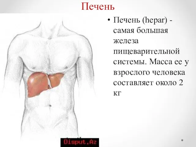 Печень Печень (hepar) - самая большая железа пищеварительной системы. Масса ее