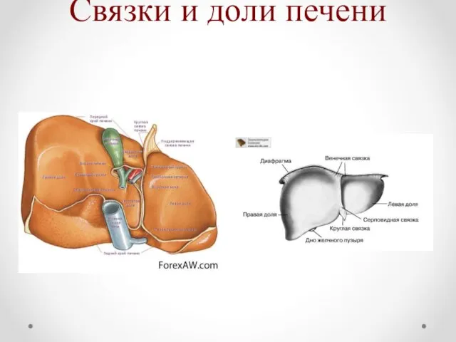 Связки и доли печени