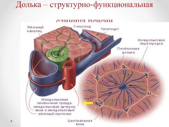 Долька – структурно-функциональная единица печени