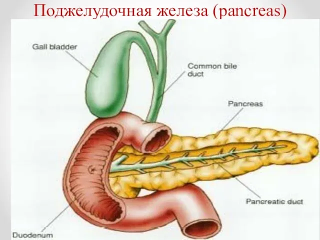 Поджелудочная железа (pancreas)