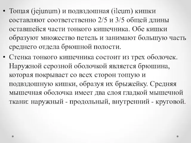 Тощая (jejunum) и подвздошная (ileum) кишки составляют соответственно 2/5 и 3/5