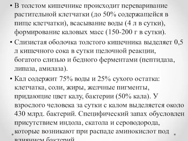 В толстом кишечнике происходит переваривание растительной клетчатки (до 50% содержащейся в