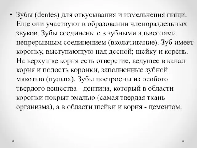 Зубы (dentes) для откусывания и измельчения пищи. Еще они участвуют в