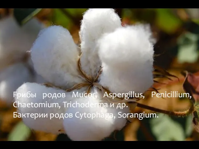 Грибы родов Mucor, Aspergillus, Penicillium, Chaetomium, Trichoderma и др. Бактерии родов Cytophaga, Sorangium.