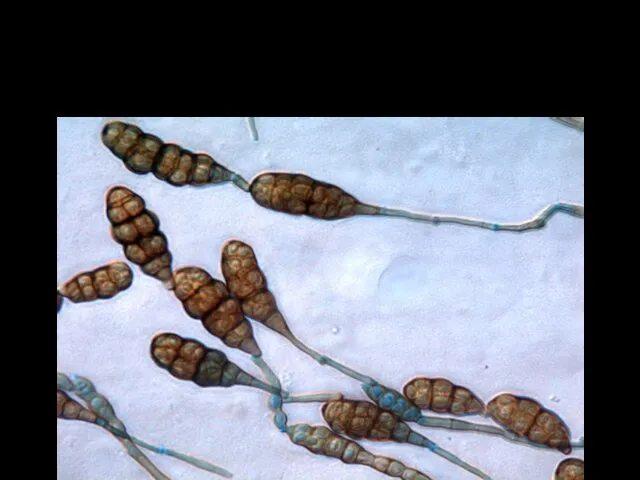 Бактерии родов Cytophaga, Sorangium Грибы родов Pullularia, Cladosporium, Alternaria