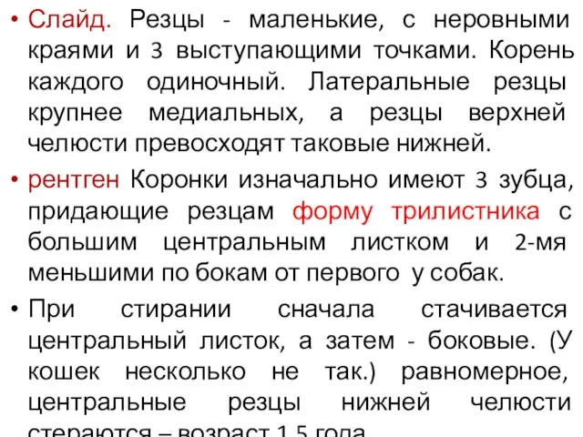 Слайд. Резцы - маленькие, с неровными краями и 3 выступающими точками.