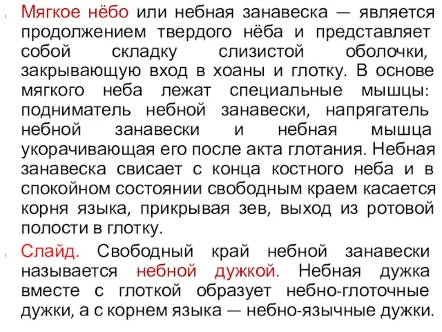 Мягкое нёбо или небная занавеска — является продолжением твердого нёба и