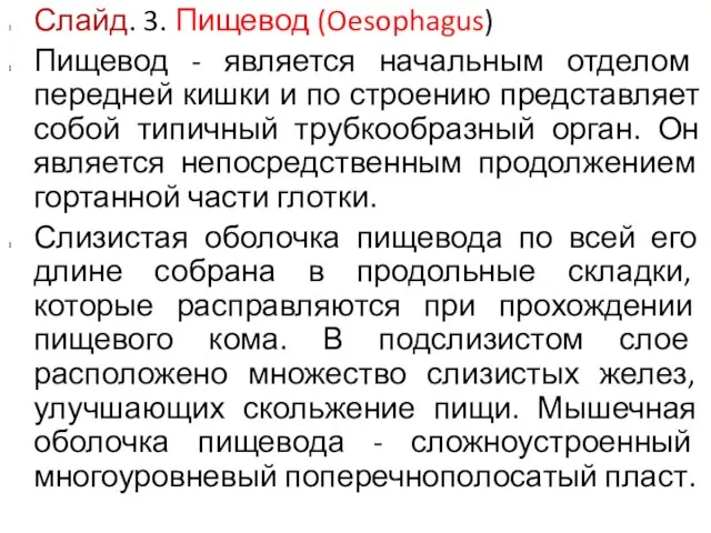 Слайд. 3. Пищевод (Oesophagus) Пищевод - является начальным отделом передней кишки