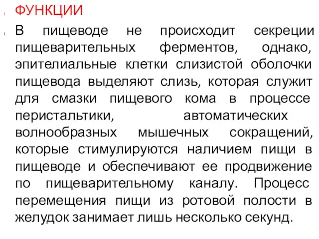 ФУНКЦИИ В пищеводе не происходит секреции пищеварительных ферментов, однако, эпителиальные клетки