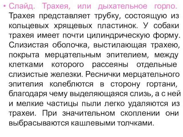 Слайд. Трахея, или дыхательное горло. Трахея представляет трубку, состоящую из кольцевых