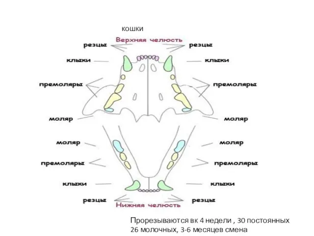 кошки Прорезываются вк 4 недели , 30 постоянных 26 молочных, 3-6 месяцев смена