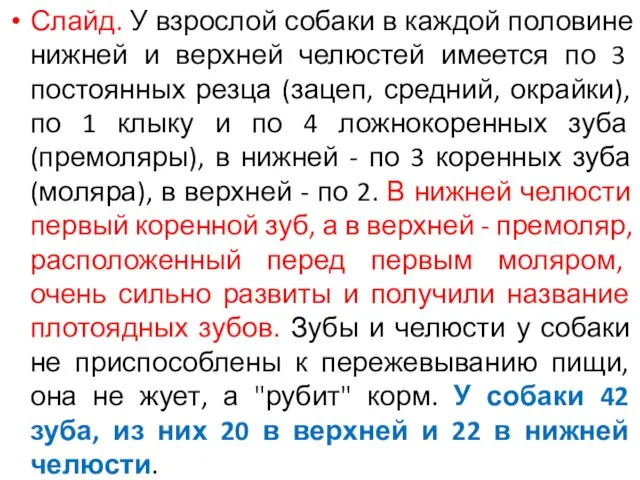 Слайд. У взрослой собаки в каждой половине нижней и верхней челюстей