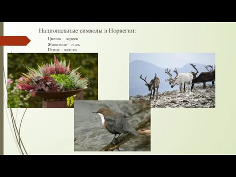 Национальные символы в Норвегии: Цветок – вереск Животное – лось Птица – оляпка