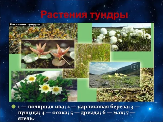Растения тундры 1 — полярная ива; 2 — карликовая береза; 3
