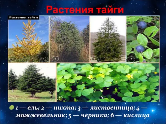 Растения тайги 1 — ель; 2 — пихта; 3 — лиственница;