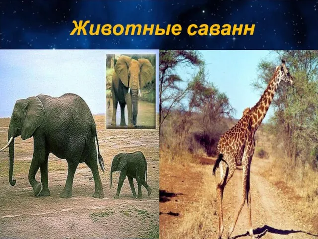 Животные саванн