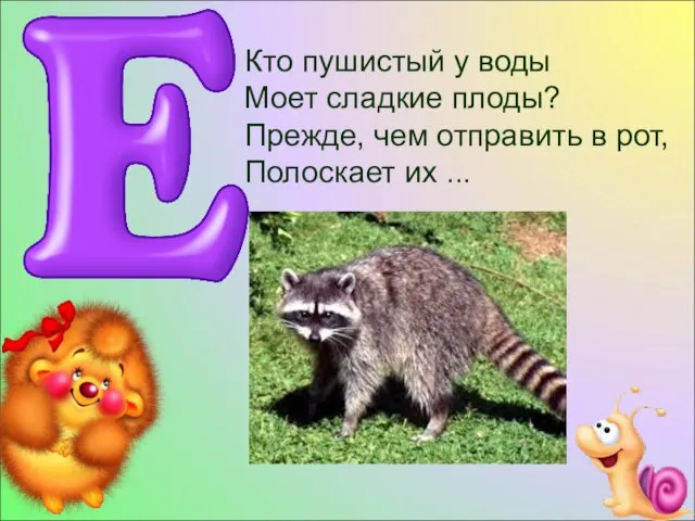 Кто пушистый у воды Моет сладкие плоды? Прежде, чем отправить в рот, Полоскает их ...