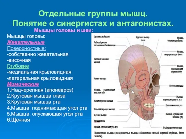 Отдельные группы мышц. Понятие о синергистах и антагонистах. Мышцы головы и