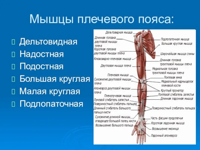 Мышцы плечевого пояса: Дельтовидная Надостная Подостная Большая круглая Малая круглая Подлопаточная