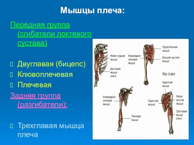 Мышцы плеча: Передняя группа (сгибатели локтевого сустава) Двуглавая (бицепс) Клювоплечевая Плечевая