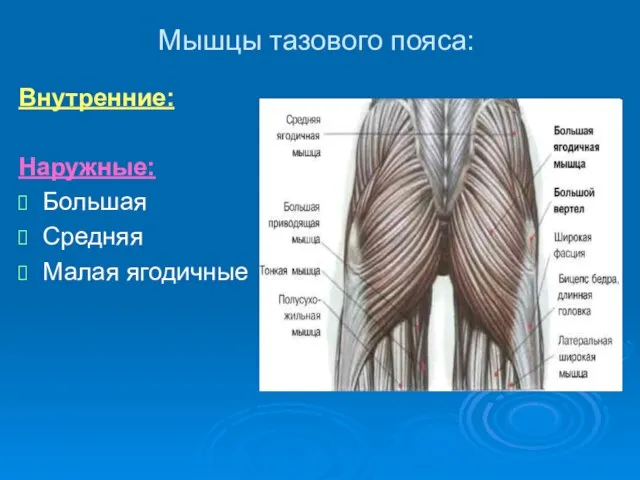 Мышцы тазового пояса: Внутренние: Наружные: Большая Средняя Малая ягодичные