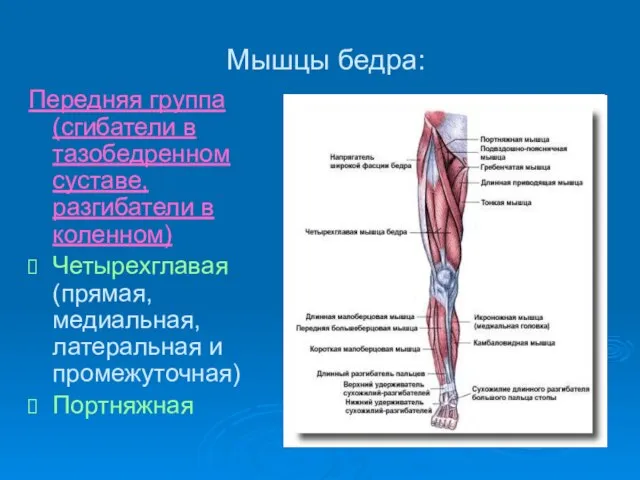 Мышцы бедра: Передняя группа (сгибатели в тазобедренном суставе, разгибатели в коленном)