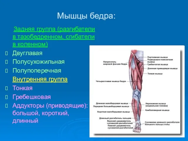 Мышцы бедра: Задняя группа (разгибатели в тазобедренном, сгибатели в коленном) Двуглавая