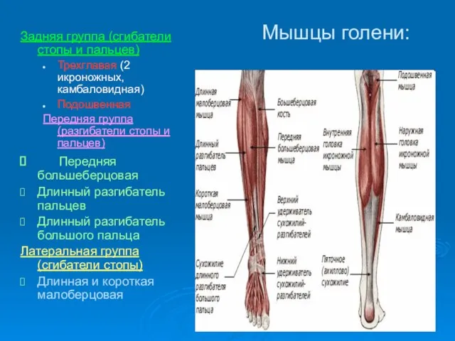 Мышцы голени: Задняя группа (сгибатели стопы и пальцев) Трехглавая (2 икроножных,