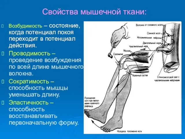 Свойства мышечной ткани: Возбудимость – состояние, когда потенциал покоя переходит в