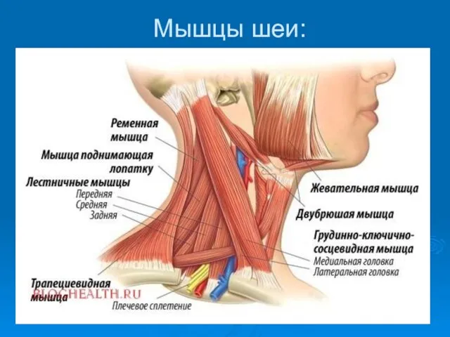 Мышцы шеи: